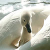 Big white duck puzzle