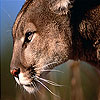 Big wild cat slide puzzle