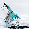 Bird and fishes slide puzzle