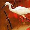 Bird and red lake puzzle