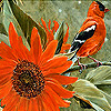 Bird and sunflower slide puzzle