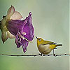 Bird on a wire slide puzzle