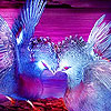 Birds at the midnight puzzle