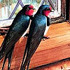 Birds in the house  puzzle