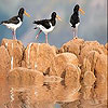 Birds on the rock slide puzzle