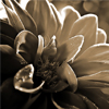 Black and white flower