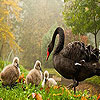 Black Duck's family puzzle
