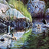 Black ducks in the river puzzle