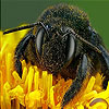 Black insect slide puzzle