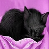 Black sleepy cat slide puzzle Small Thumbnail
