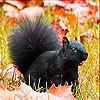 Black squirrel slide puzzle