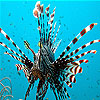 Black striped fish slide puzzle
