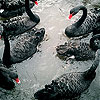 Black swans family slide puzzle