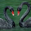 Black Swans