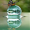 Blob and fly slide puzzle