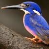 Blue Bird Puzzle Game