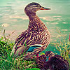 Blue duck family puzzle