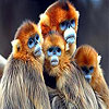 Blue faced monkeys slide puzzle