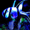 Blue spotted sea fish puzzle