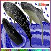 Blue Whale Coloring
