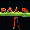 Brave acrobat frogs slide puzzle