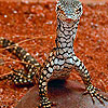 Brave lizard slide puzzle