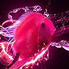 Bright sea fish slide puzzle