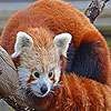 Brown raccoon slide puzzle