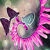 Butterflies and blossom slide puzzle