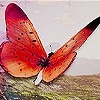 Butterfly in the garden puzzle