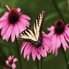 Butterfly puzzle