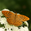 Yellow Butterfly