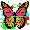 butterfly