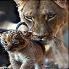 Cat family slide puzzle