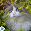Cat In Garden