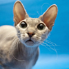Cat Puzzle Game