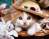 Cat Really Cute 2