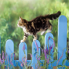 Cat Slide Puzzle
