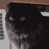Catnip Mission