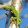 Chameleon on the tree puzzle