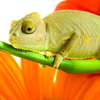 Chameleon Slider Puzzle