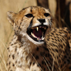 Cheetah Slider Puzzle