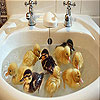 Chicks in the bathroom slide puzzle