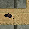 Cockroach