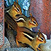 Colored squirrels puzzle