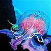 Colorful chubby jellyfish slide puzzle