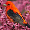 Colourful Birds Puzzle