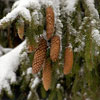 Cones