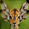Confused deer puzzle