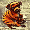 Confused dog puzzle